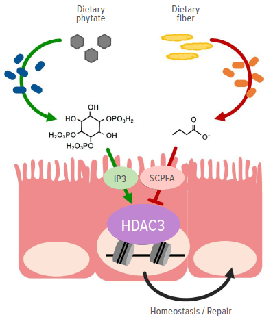 An image showing how intestinal HDAC3 senses microbiota-derived metabolites.